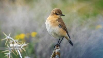 حفاظت باید غیرقابل مذاکره باشد / تنوع‌زیستی را حفظ کنیم