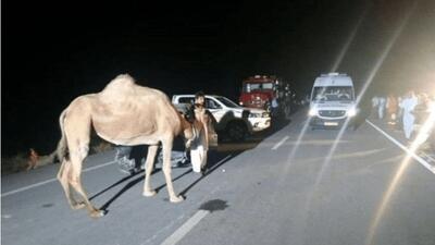 «شترهای سرگردان» دومین قاتل جاده‌های شرق هرمزگان