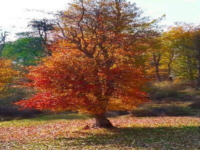 طبیعت پاییزی جنگل الندان