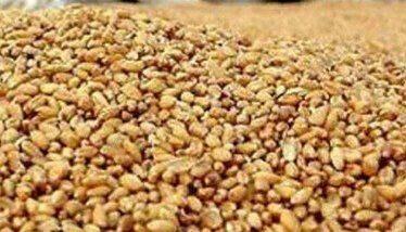 دستیابی به دانش فنی بومی تولید جایگزین کنجاله سویا با استفاده از ضایعات کشاورزی