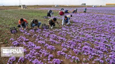 زعفران خراسان شمالی در مسیر دیجیتال؛ پایانی بر واسطه‌گری سنتی