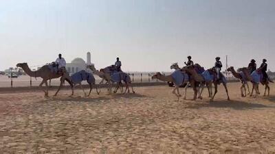 برگزاری اولین تمرین تیم ملی شترسواری در ابوظبی