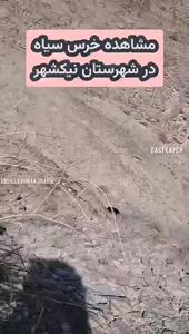 مشاهده گونه نادر خرس سیاه در سیستان