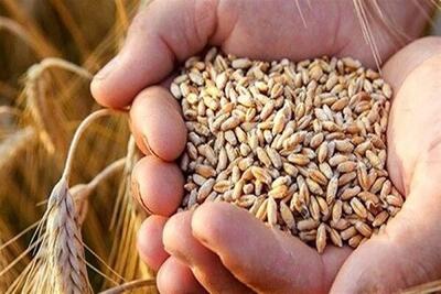 آیا دولت تمایل به واردات گندم دارد؟