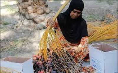 آموزش و ترویج کشاورزی با مشارکت بخش خصوصی و زنان روستایی گسترش می‌یابد