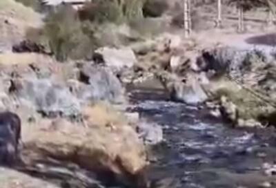 فیلم/ عبور علف خواران حیات وحش با خیال راحت از رودخانه