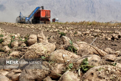 جوکار: برداشت چغندر قند از ۳۵۰ هکتار مزارع کوار آغاز شد