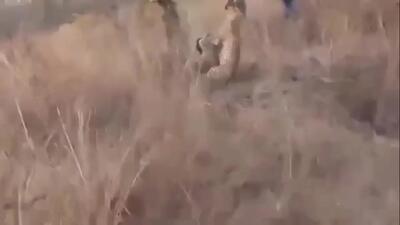 فیلم صحنه پرتنش حمله پلنگ به شکارچیان