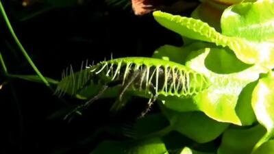 فیلم شکار شدن عنکبوت توسط گیاه گوشتخوار