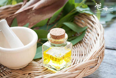 اکالیپتوس؛ راز آبرسانی و تسکین دردهای مفصلی
