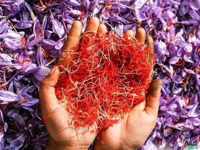 بیش از یک تن زعفران نگین دادوستد شد
