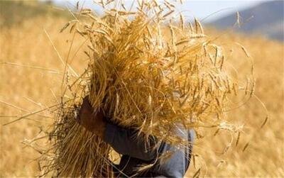 گلایه برخی کشاورزان و گندمکاران از عدم پرداخت مطالبات خود