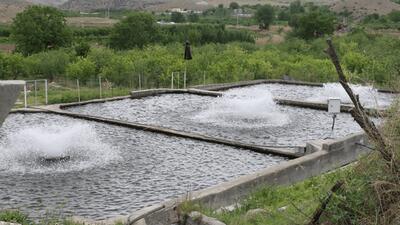 اعطای ۲۳۰ میلیارد تسهیلات حمایتی به مزارع آبزی‌پروری اردبیل