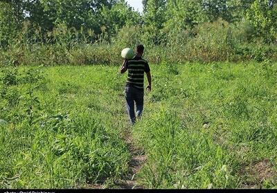 هشدار آب منطقه‌ای: امسال خبری از کشت هندوانه و محصولات پر آب نیست فیلم - تسنیم
