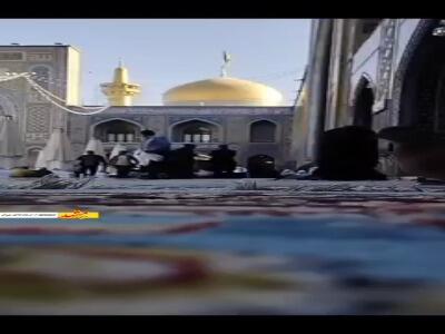 کبوترانی که مهمان بهشت مشهد هستند!