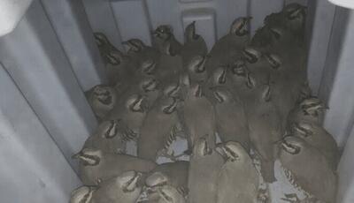 کشف ۴۱ قطعه کبک زنده از متخلف شکار در فریدون‌شهر