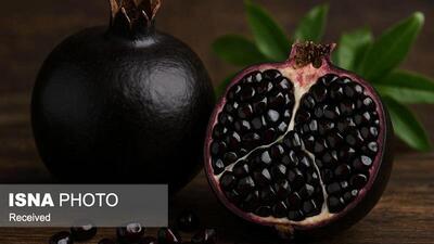روند افزایشی کشت انار سیاه در طارم زنجان