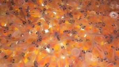 واردات ۴۰۰ هزار تخم ماهی چشم‌زده در خمین
