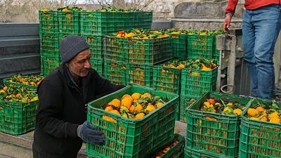 خرید مستقیم میوه نوروزی در استان مرکزی؛ ۲ برابر سال گذشته و بدون واسطه