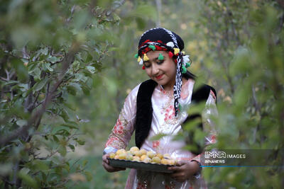 عکس/ برداشت آلو در روستای «حیدره قاضی خان» همدان