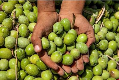 خطر خشک شدن بیخ گوش باغات زیتون طارم