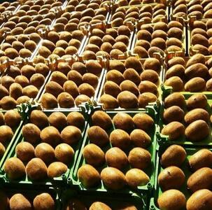صادرات ۲ هزار و ۷۵۱ تن کیوی از مرز آستارا به کشورهای عضو اوراسیا
