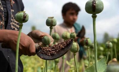 دارو‌های ترک اعتیاد در خطر توقف تولید؛ همزمانی بحران نقدینگی، ناکارآمدی قیمت‌گذاری و تریاک بی‌کیفیت | اقتصاد24