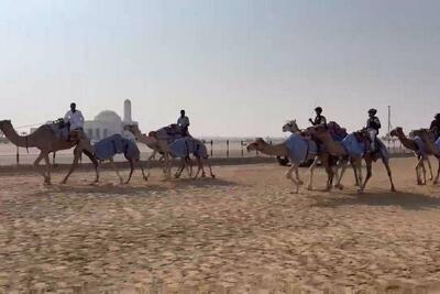 اولین تمرین تیم ملی شترسواری؛ جدیدترین رشته ورزشی ایران!