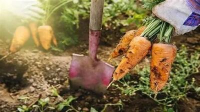 هویچ زاغه به کشورهای حاشیه خلیج فارس صادر می‌شود