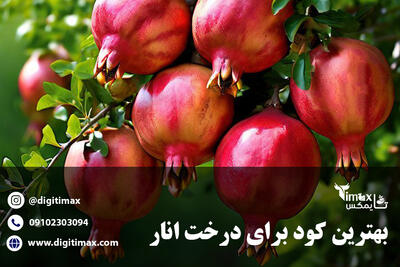 بهترین کود برای درخت انار جهت افزایش باردهی + جدول آبیاری