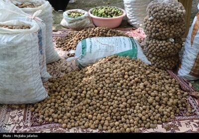 از دل کوه تا بازار؛ گردوی لرستان در جایگاه سوم کشور - تسنیم