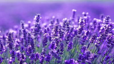 طلای سبز لرستان؛ ظرفیت طبیعی برای تولید و اشتغال