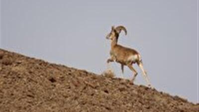 سرشماری پاییزه پستانداران شاخص در خراسان جنوبی