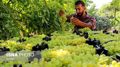 ۱۰ تُن انگور از باغات تیران برداشت شد