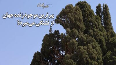 قنات نبادان خشک است ؛ آب ۲ هزار ساله چه شد؟ / سرو ابرکوه ، پیرترین موجود زنده جهان پس از ۴۵۰۰ سال از تشنگی می‌میرد؟ تاج سرو شکسته‌است (فیلم)