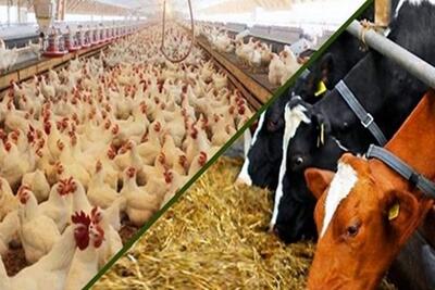 دانش و فناوری کلید غلبه بر چالش‌های صنعت دام، طیور و آبزیان