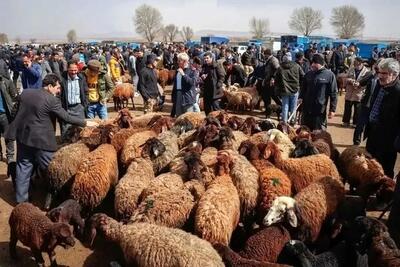  افزایش تلفات دام‌ها/وضعیت قرمز در بازار گوشت