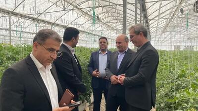 توسعه گلخانه‌ها مسیری برای بهبود کشاورزی است
