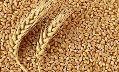تعیین قیمت خرید تضمینی گندم ۱۴۰۴-۱۴۰۵ همچنان در بن‌بست مانده است