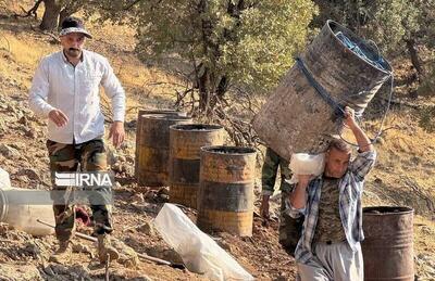 جنگل‌هایی که برای زغال می‌سوزند