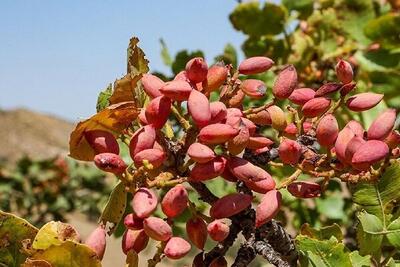 کردی: ۳۱۰۰ تن پسته از باغات تفتان برداشت شد
