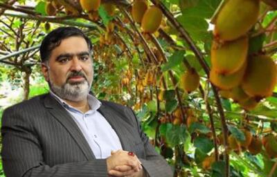 مومنی: کیوی مازندران در راه بازارهای جهانی است
