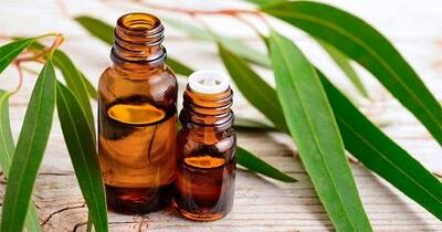 ترکیب جادویی اسانس اکالیپتوس با سایر اسانس‌ها در آروماتراپی خانگی
