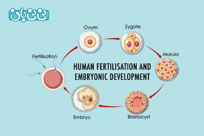 جنین بلاستوسیت چیست؟ مراحل رشد، لانه‌گزینی و نقش آن در IVF