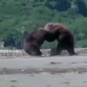 فیلم درگیری بین خرس‌ها