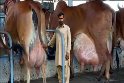 گاوهای باورنکردنی؛ گاو حیوونکی انقدر شیر داره تلو تلو میخوره موقع راه رفتن