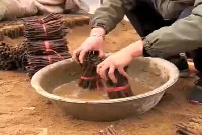 کشاورزی نوین؛ باهوشا تو هر کاری پول درمیارن مرد با آشغال شاخه مزرعه انگور ۱۰۰۰ تنی زد