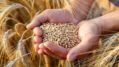 ماجرای قیمت تضمینی گندم به کجا کشید؟