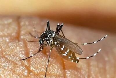 ۶۶ نفر در هرمزگان به تب دنگی مبتلا شدند
