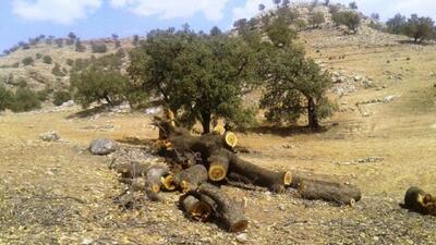 دستور صریح برای برخورد با متخلفان منابع طبیعی